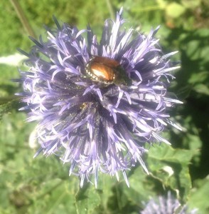 japanese beetle