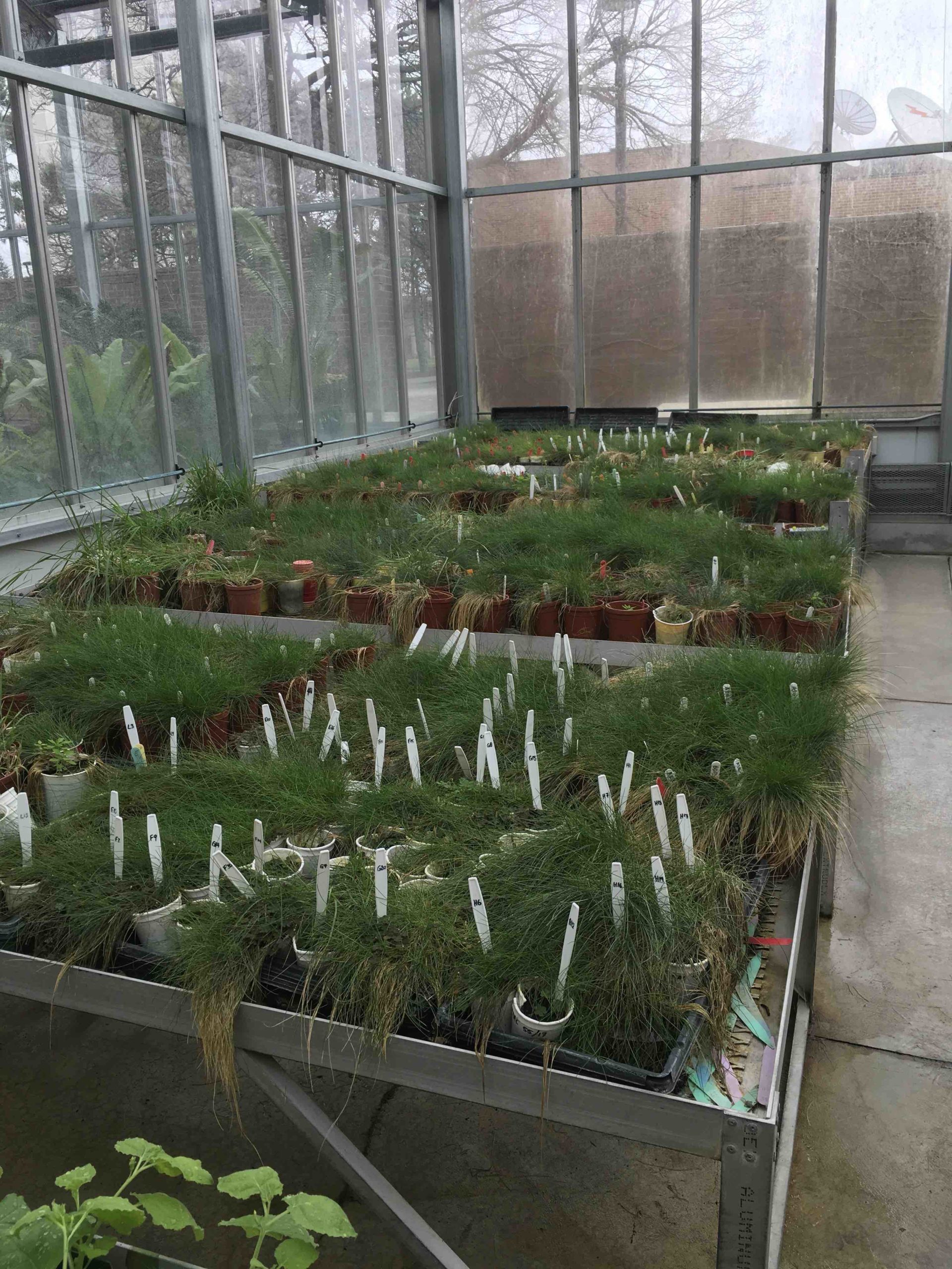 grass plants in the York university greenhouse grasses